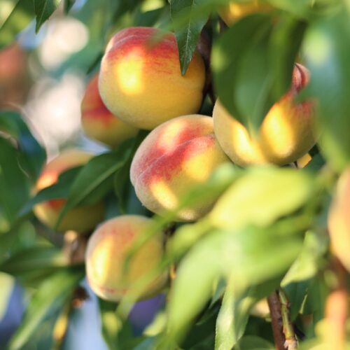 Јеловник од 15. до 19. јула 2024. године